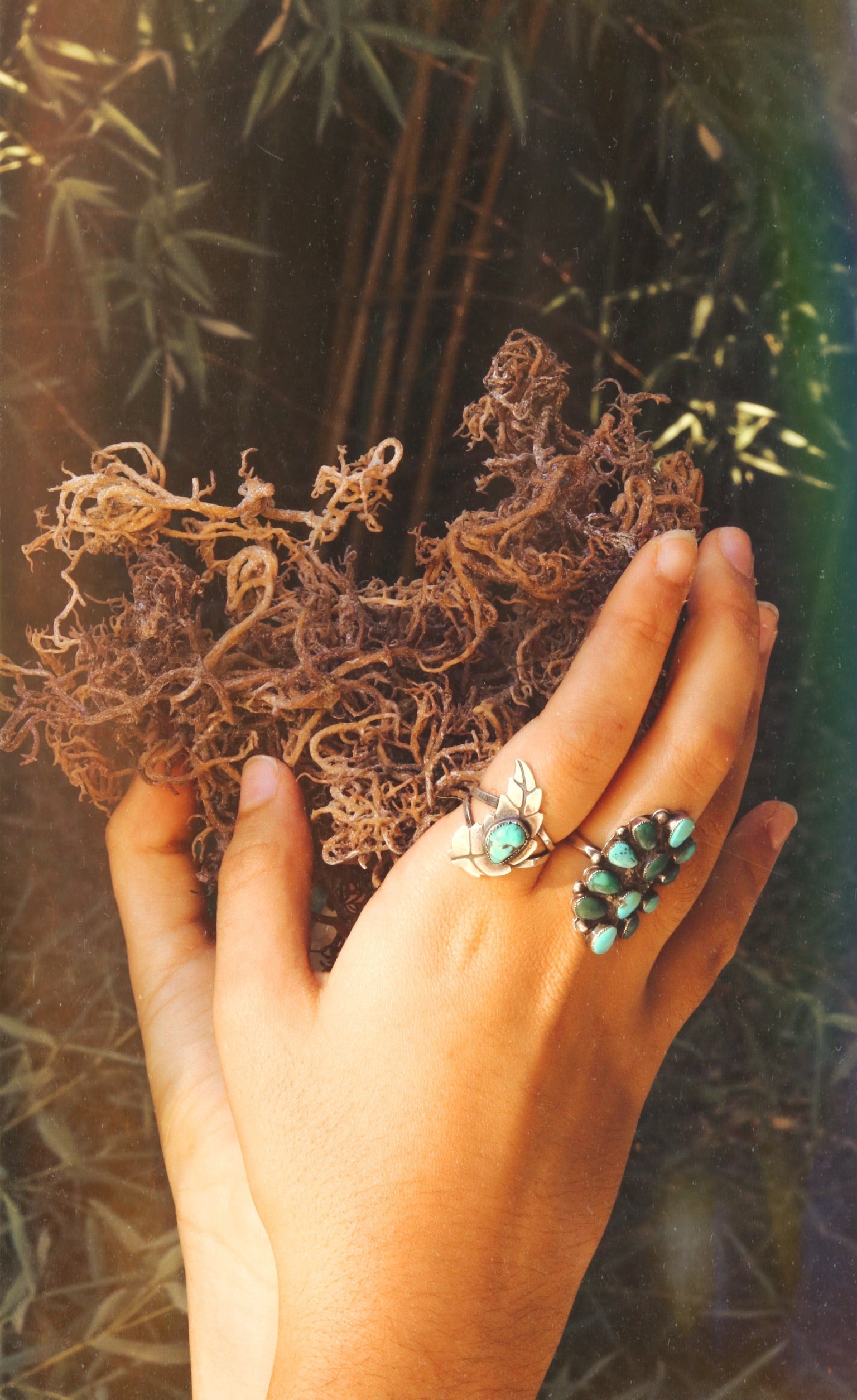 Why Sea Moss Is Essential