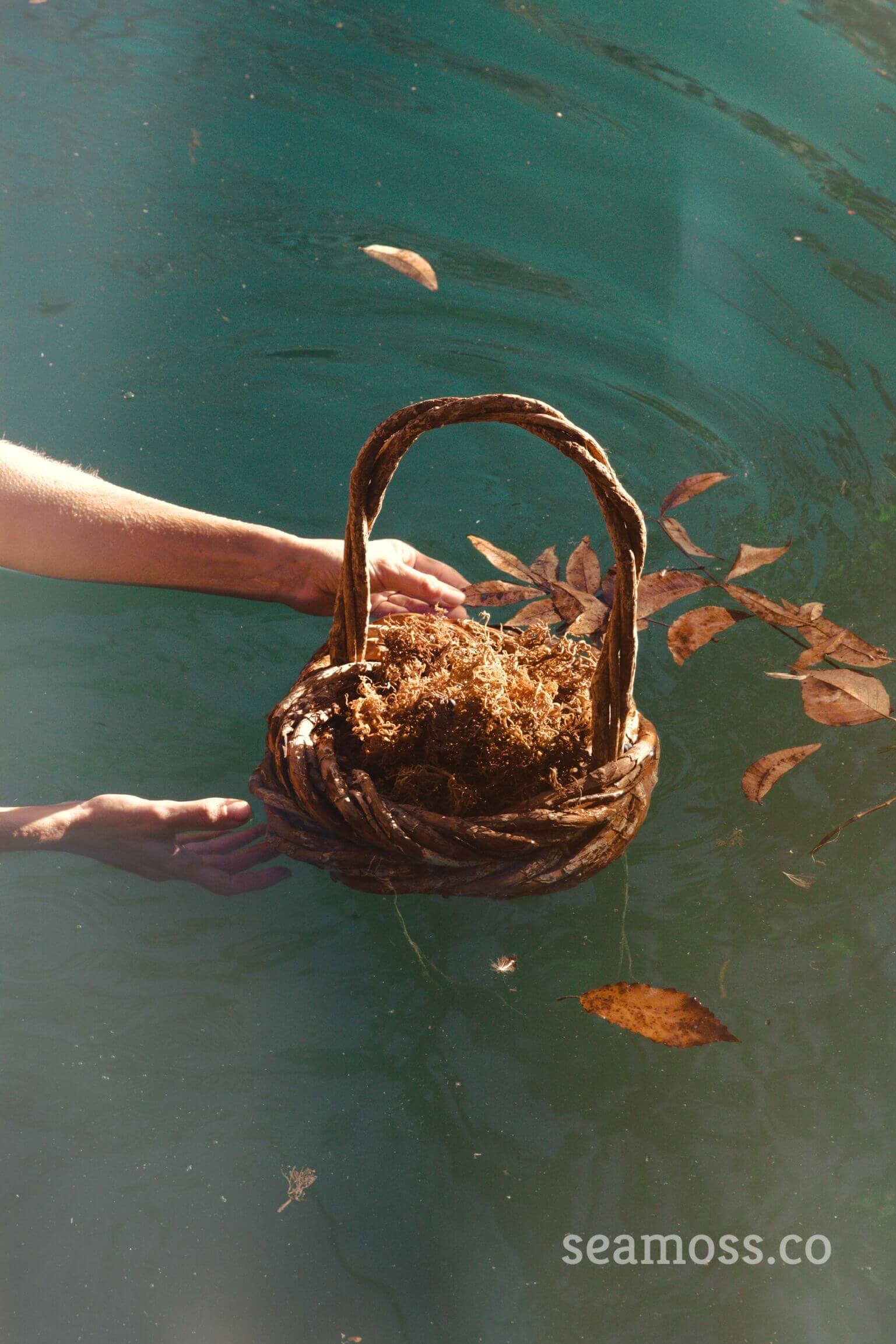 Raw Wildcrafted Sea Moss