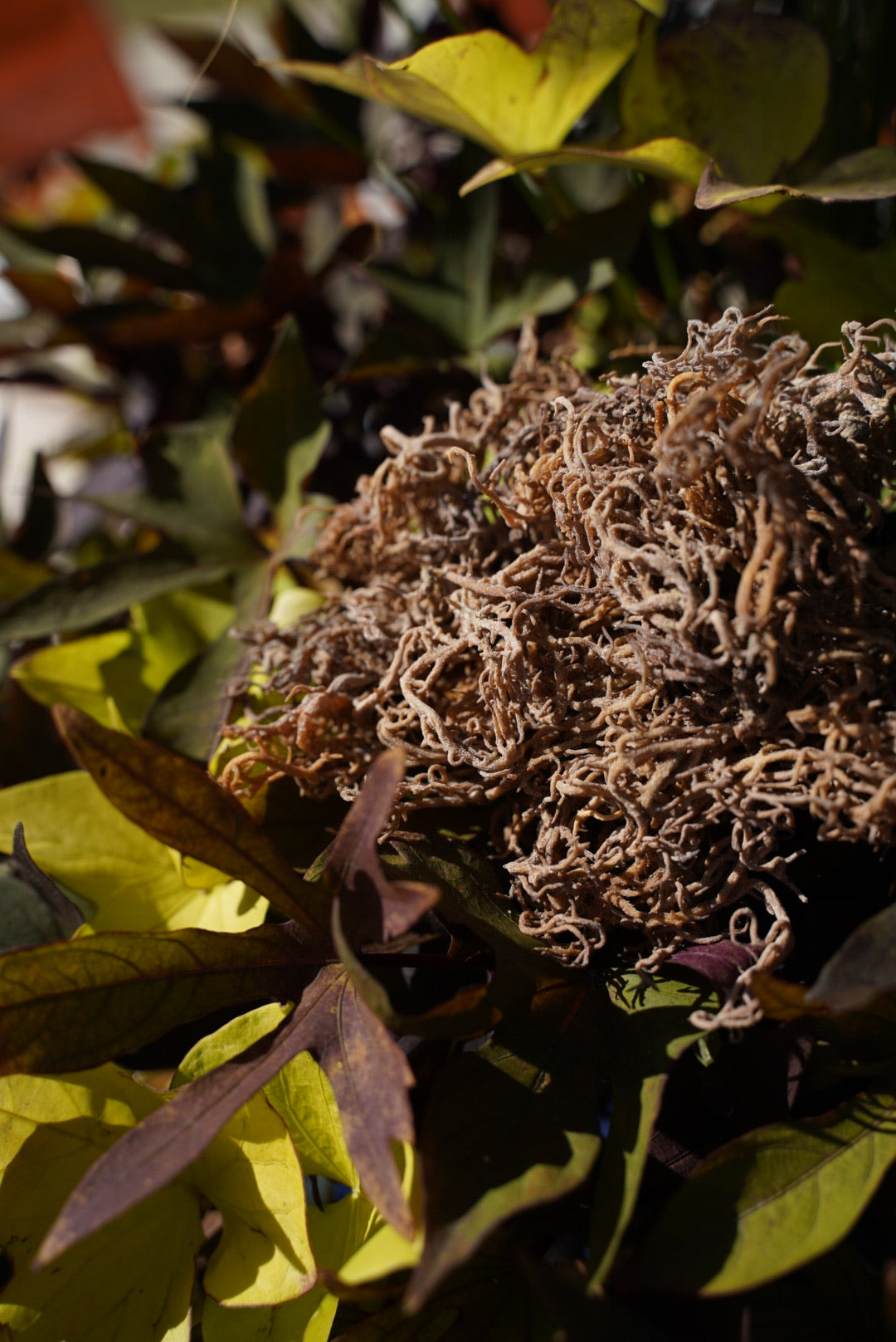 Raw Wildcrafted Sea Moss