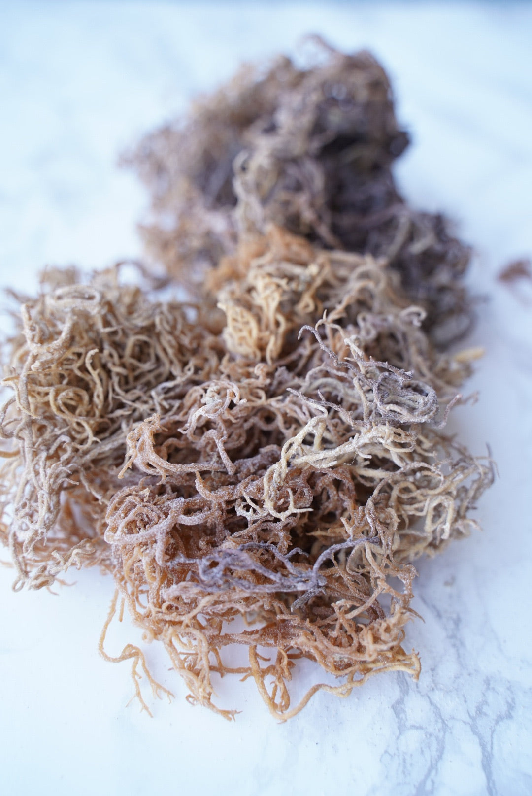 Raw Wildcrafted Sea Moss