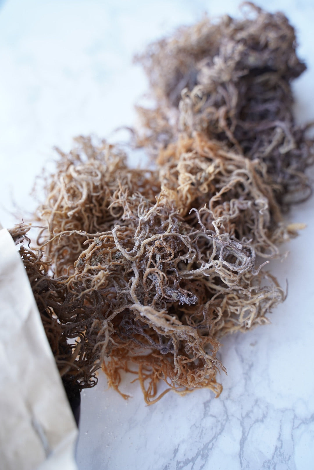 Brown seaweed on a white marble surface